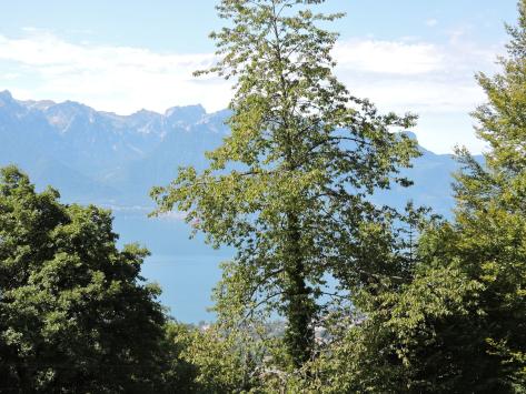 Blonay, Vaud - Maison 7.0 pièces 224.00 m2 CHF 2'150'000.-